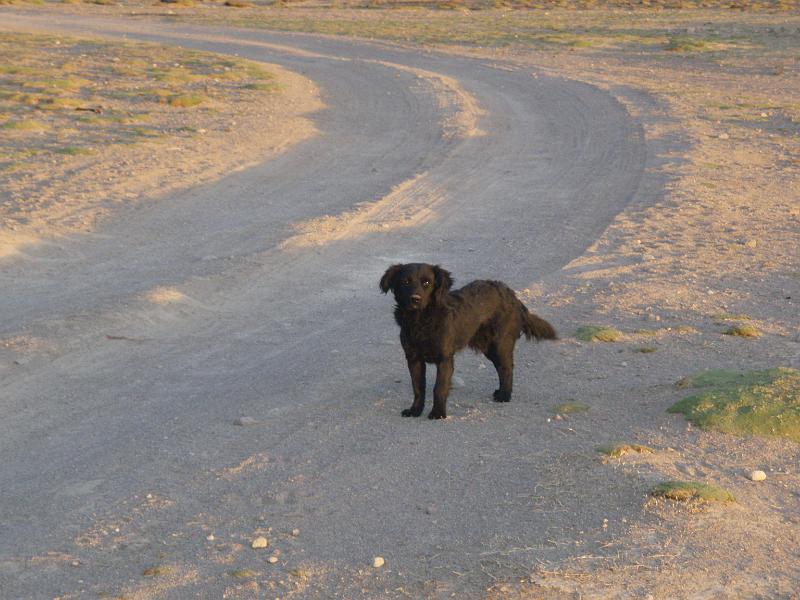 Coipasa Salt Flats.JPG